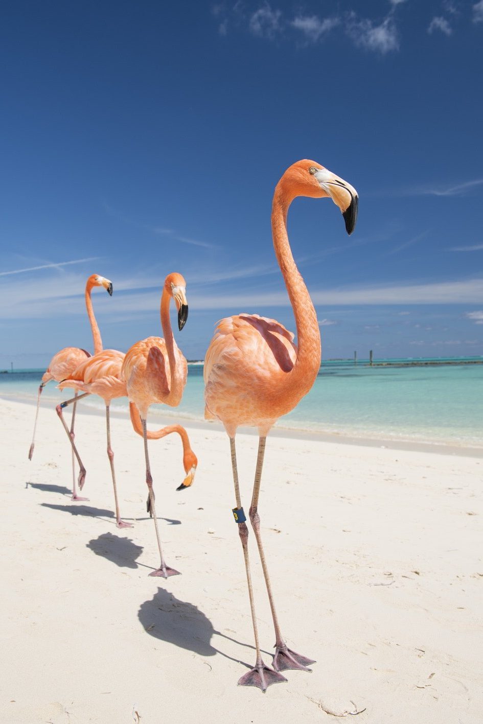 Bahamas