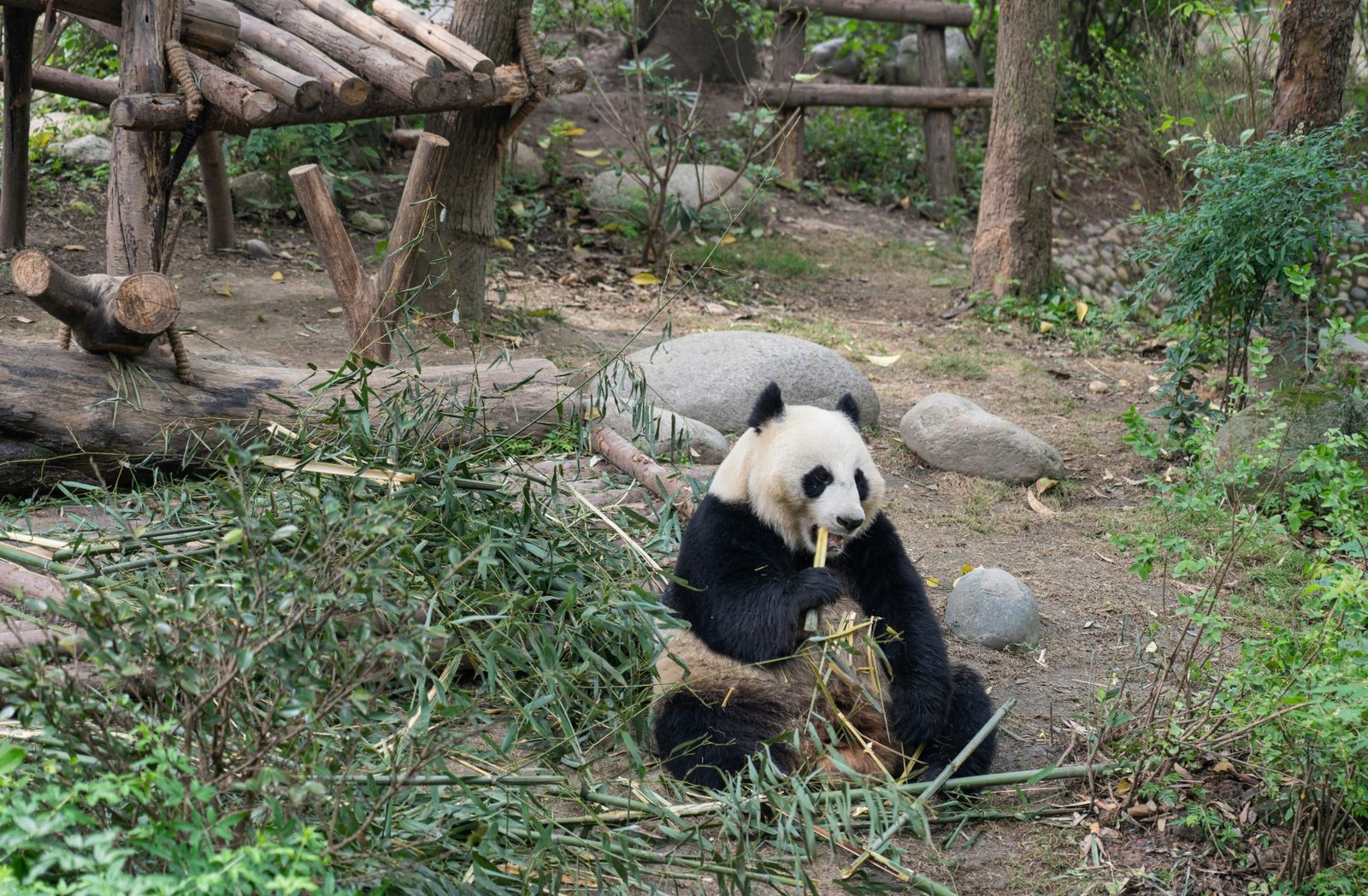 Solo paquete terrestre - China mística: pandas de kung-fu y maravillas paisajísticas, 12 días/11 noches