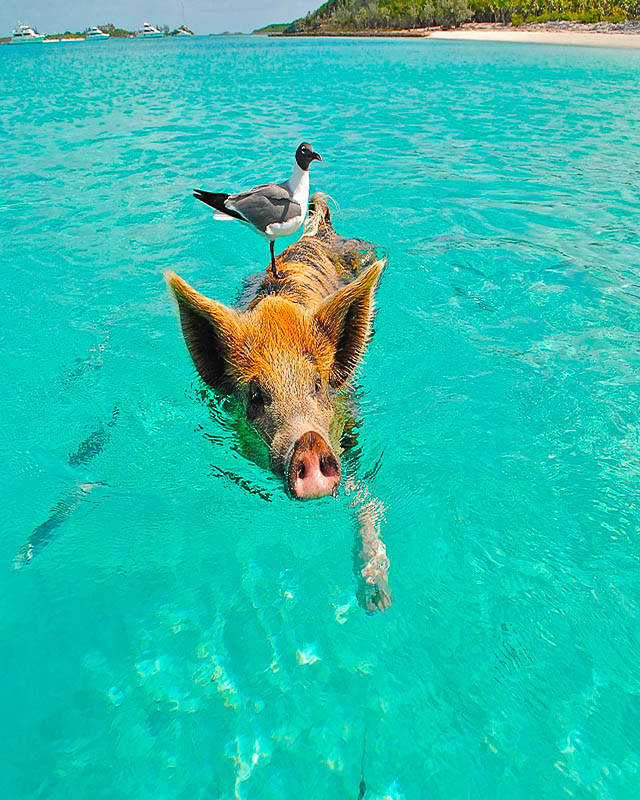 Bahamas